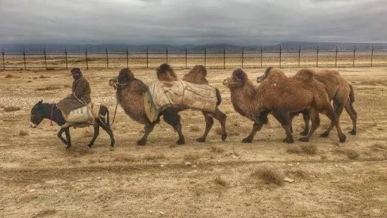 International Year of Camelids 2024