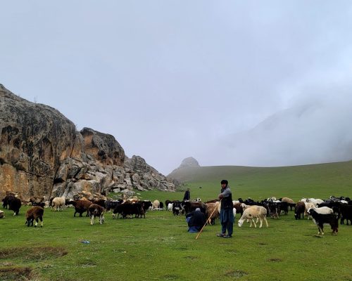 DCA Annual Report 2025