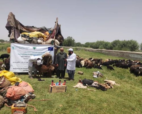 DCA Annual Report 2024