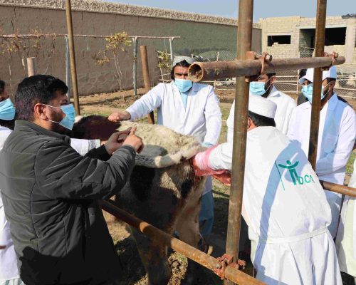 4-3-3 PPR control and eradication programme in Afghanistan – The role of veterinary para-professionals in successful implementation